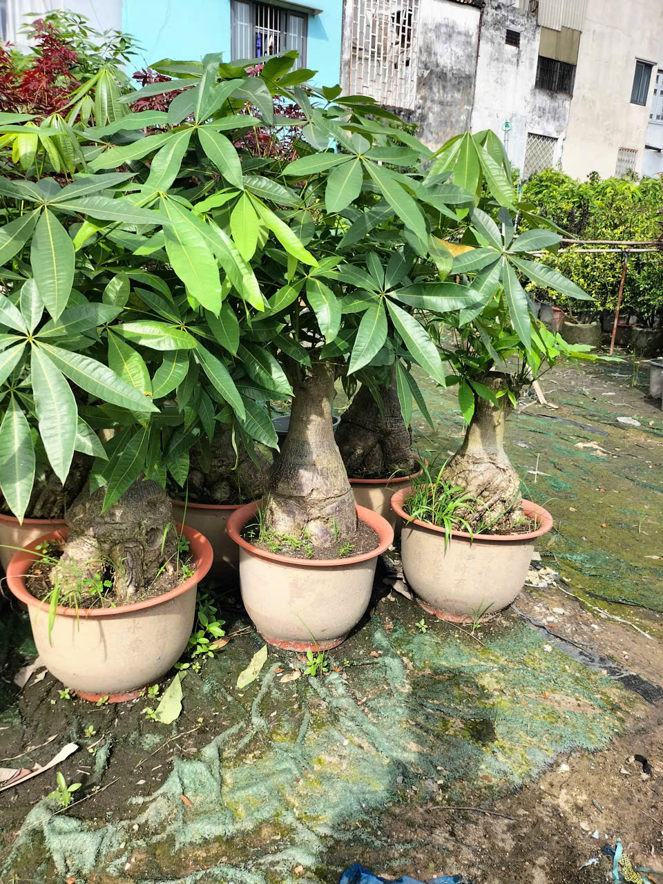 cây kim ngân size lớn 